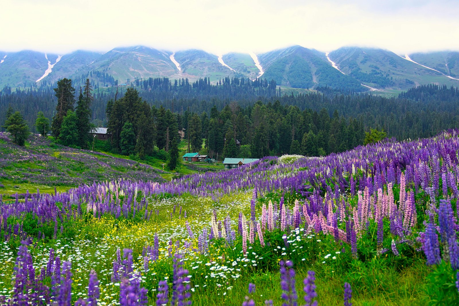 Valley of Flowers